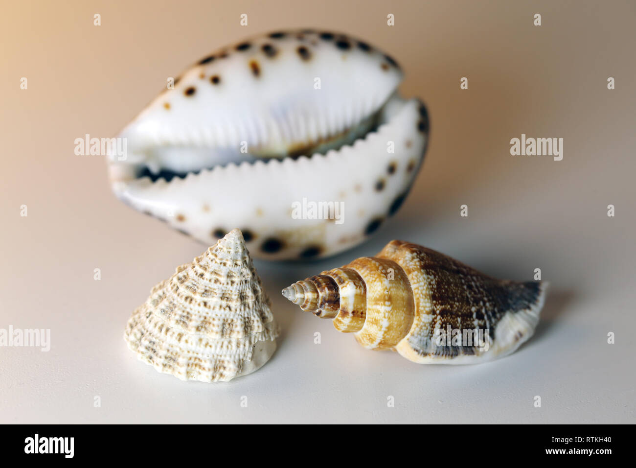 Still Life photo de beaux coquillages colorés mixtes sur un tableau blanc. Belle souvenirs de vacances au bord de la mer. Macro image avec les couleurs. Banque D'Images