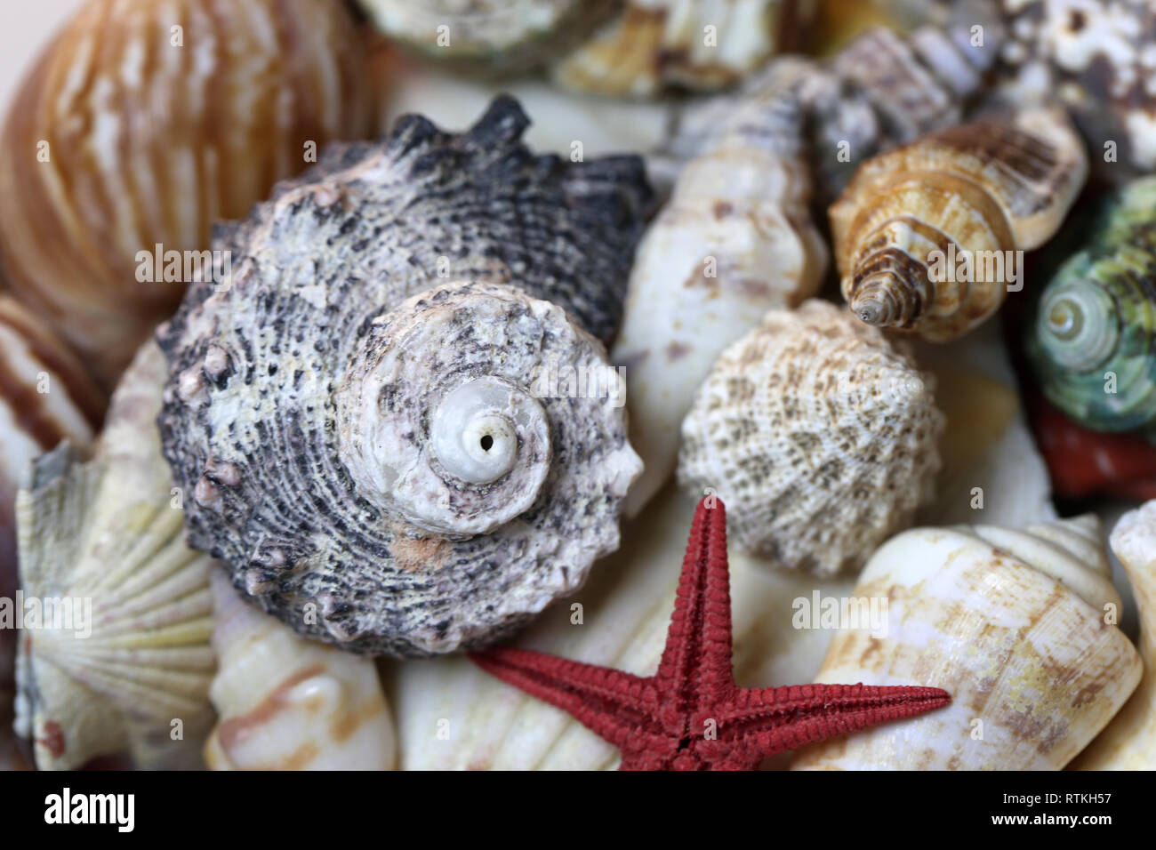 Still Life photo de beaux coquillages mixtes colorés. Belle souvenirs de vacances tropicales au bord de la mer. Macro image avec les couleurs. Banque D'Images