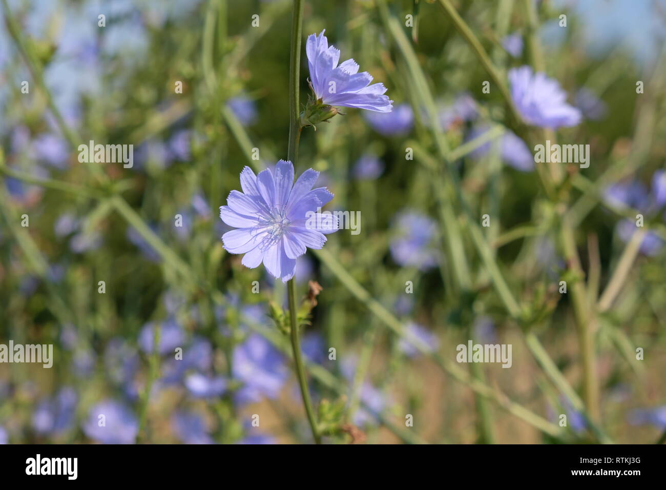 Fleurs bleu Banque D'Images