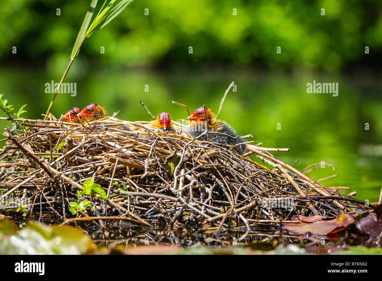 Libre d'un nid de foulque macroule, Fulica atra, poussins d'un jour ensoleillé et coloré au printemps être nourris par un parent. Point de vue basse Banque D'Images