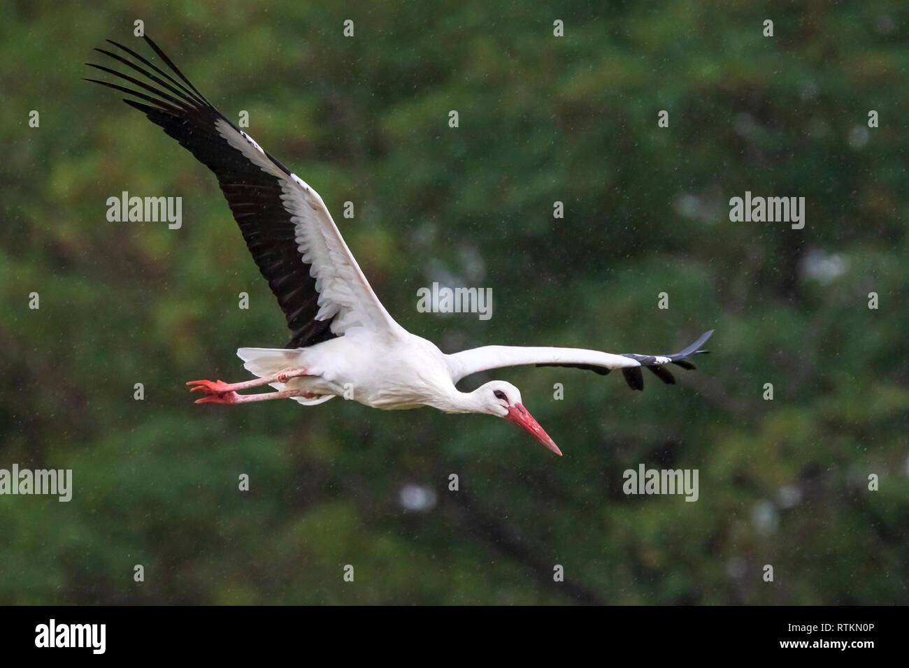 Stork Ciconia ciconia en vol sur un jour de pluie Banque D'Images