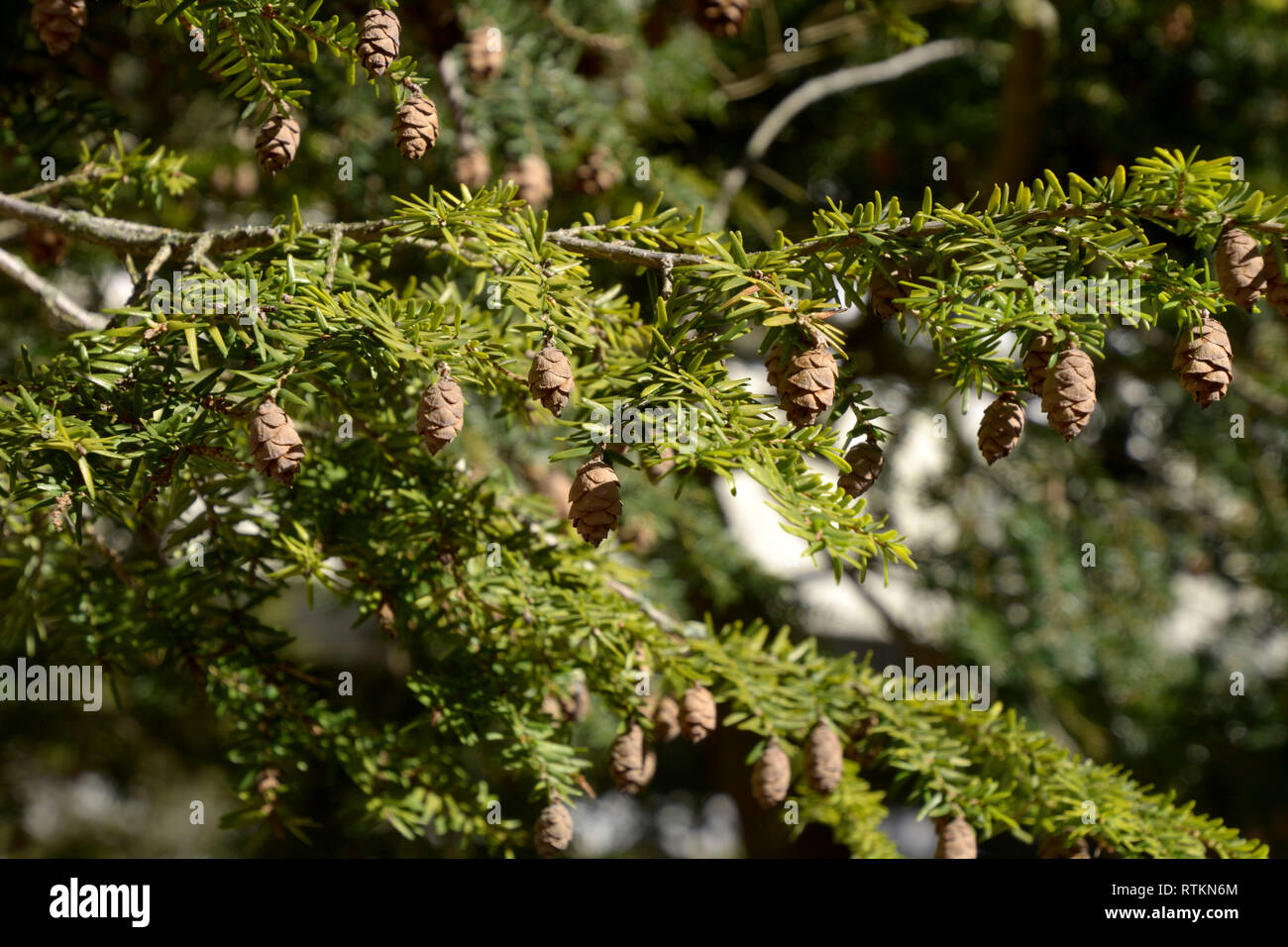 Branches avec de nombreux cônes d'un jeune arbre redwood coast macro shot, evergreen Sequoia sempervirens arbre avec de nouvelles pousses et les cônes au début du printemps Banque D'Images