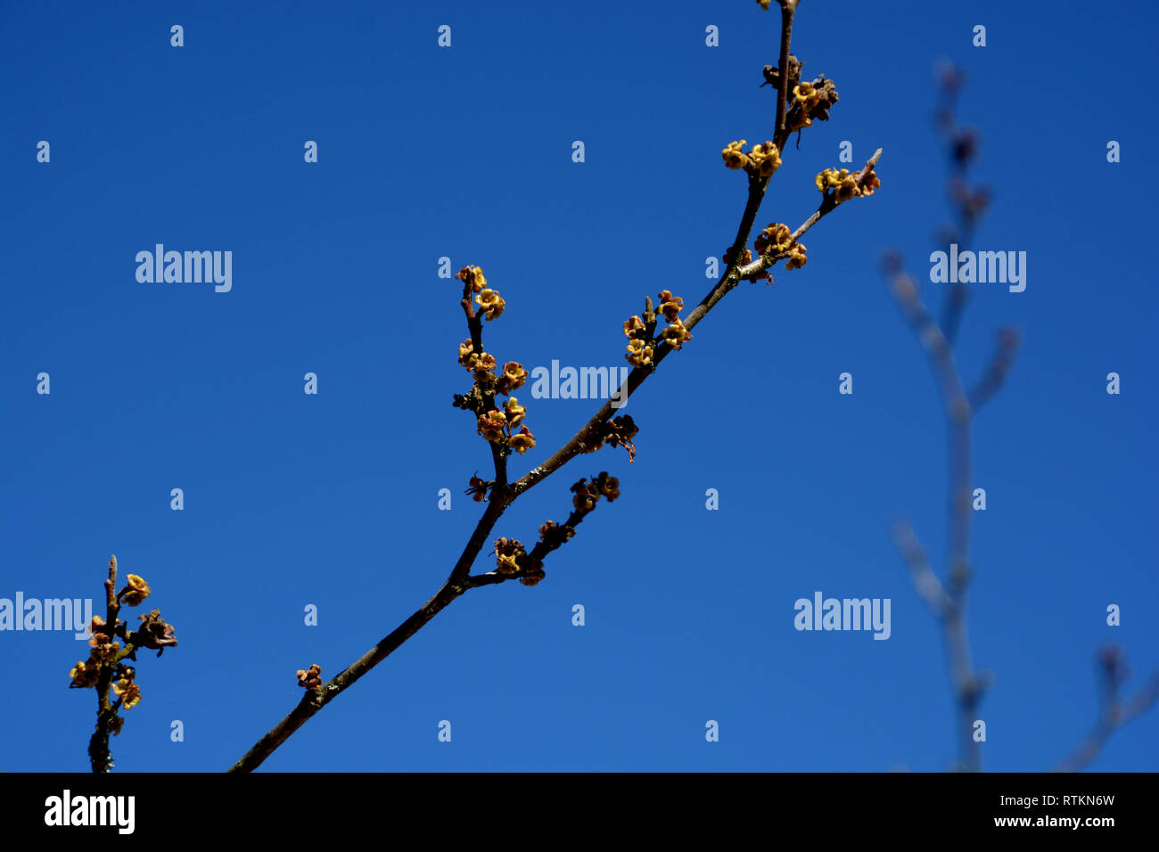 Hamamelis virginiana floraison en mars en face de ciel bleu, american Witch hazel-seule branche de fleurs au début du printemps Banque D'Images