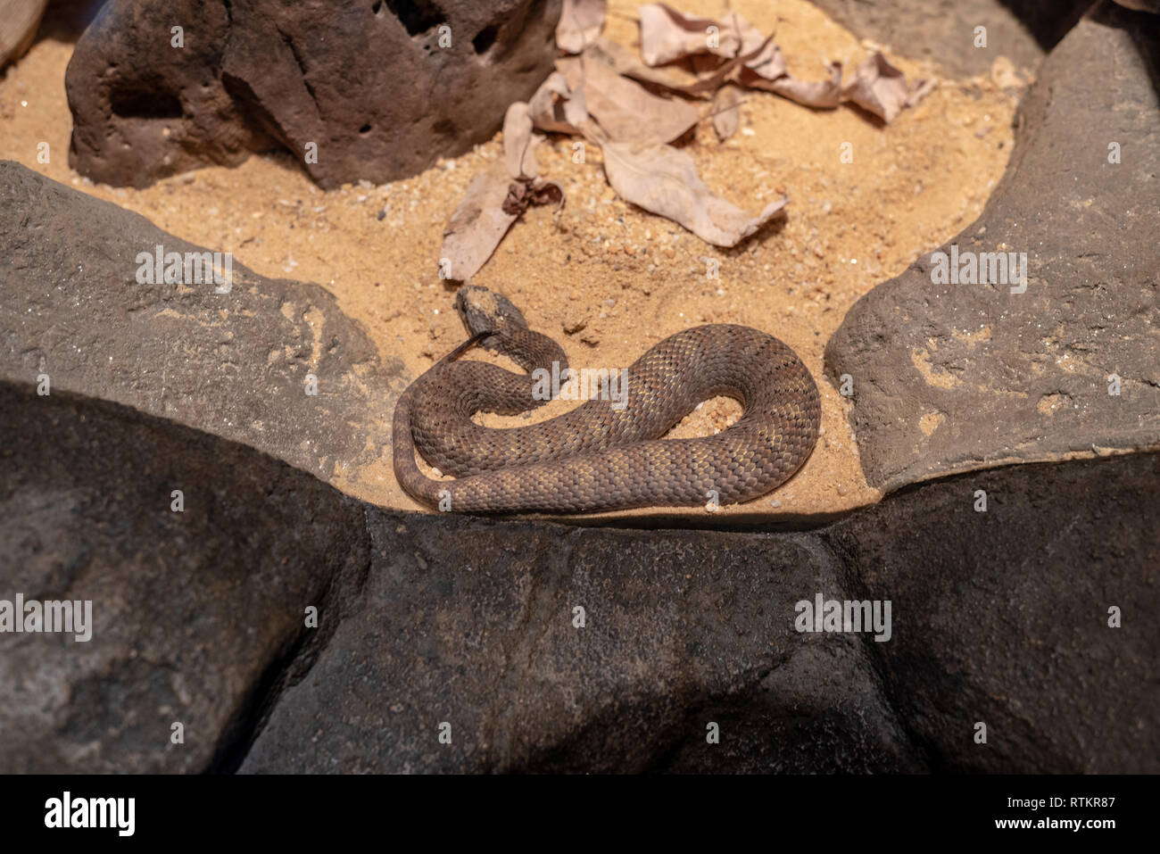 Le nord de death adder (Acanthophis praelongus) est un serpent venimeux Banque D'Images