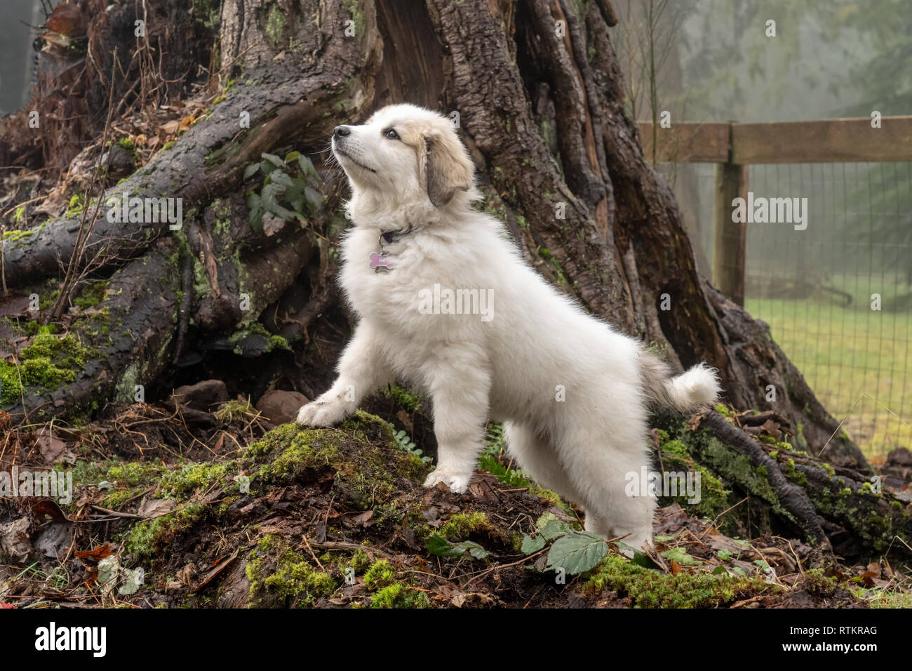 Issaquah, Washington, USA. Dix semaine grand Pyrénées chiot posant devant un grand tronc d'arbre. (PR) Banque D'Images