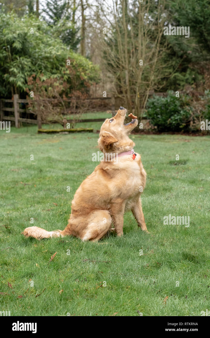 Issaquah, Washington, USA. Golden Retriever de 9 mois, 'Aspen' de lancer un biscuit dans l'air après l'équilibrer, maintenant prêt à le manger. (PR) Banque D'Images