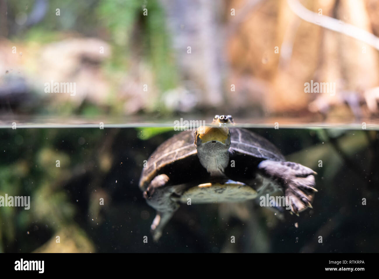 Guyana tortue de côté (Phrynops tuberosus) Banque D'Images