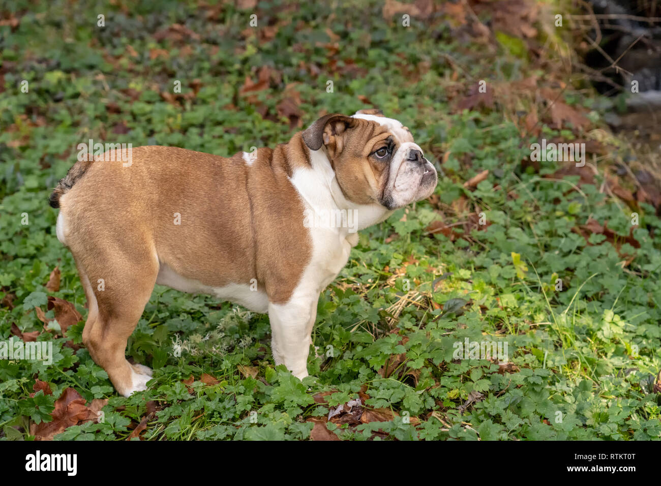 Issaquah, Washington, USA. Six mois vieux Bulldog anglais 'Pétunia' posant dans sa cour boisée, debout sur la renoncule rampante fleurs sauvages. (PR) Banque D'Images