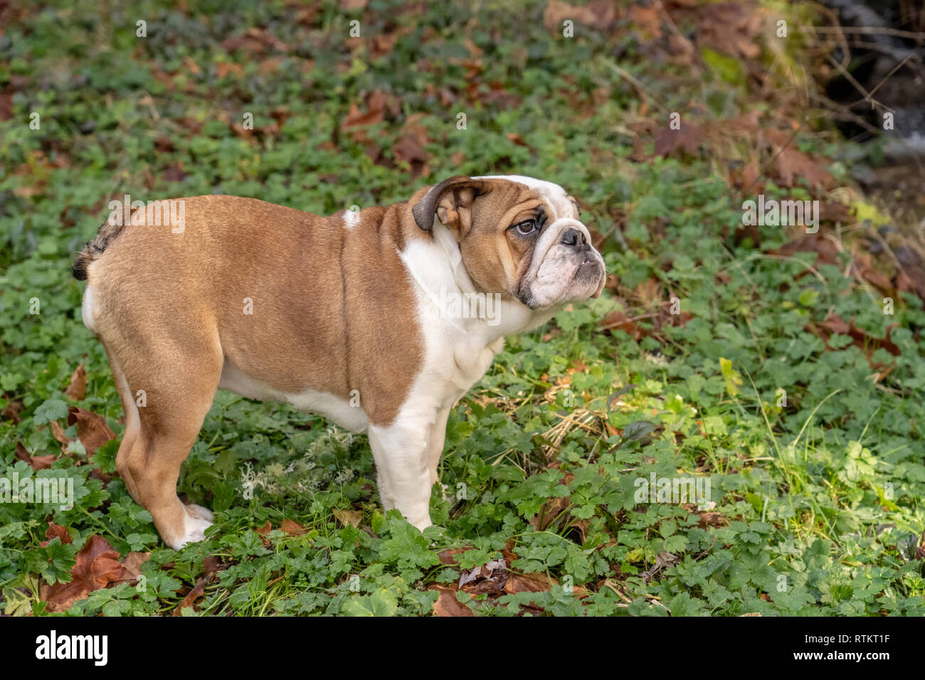 Issaquah, Washington, USA. Six mois vieux Bulldog anglais 'Pétunia' posant dans sa cour boisée, debout sur la renoncule rampante fleurs sauvages. (PR) Banque D'Images