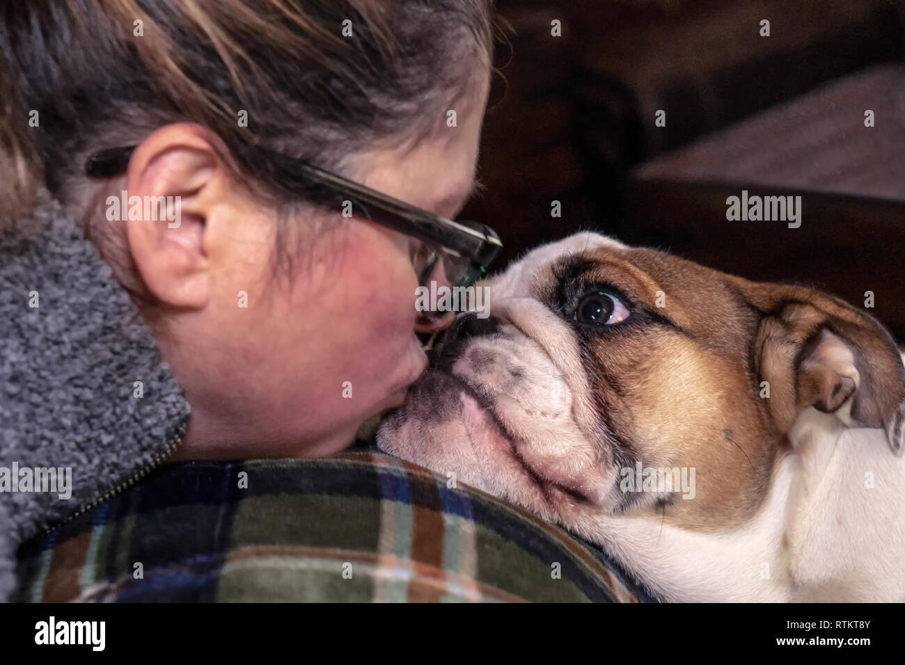 Issaquah, Washington, USA. Six mois vieux Bulldog anglais 'Pétunia' donnant son propriétaire un baiser. (PR) Banque D'Images