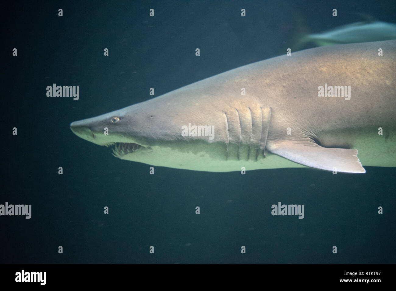 âchoire De Requin Tigre Des Sables