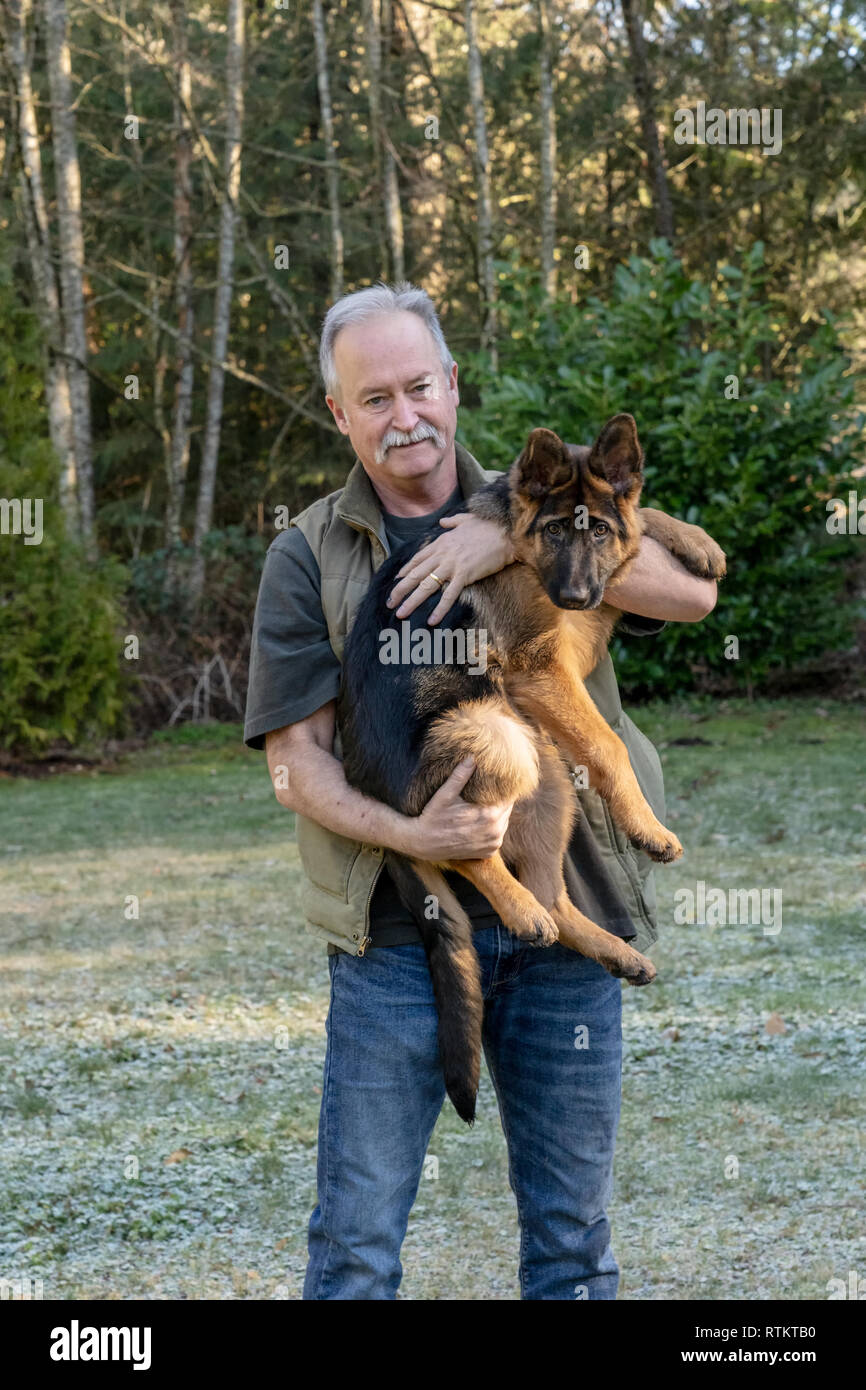 Issaquah, Washington, USA. Homme tenant ses quatre mois vieux chiot berger allemand "Lander". Banque D'Images
