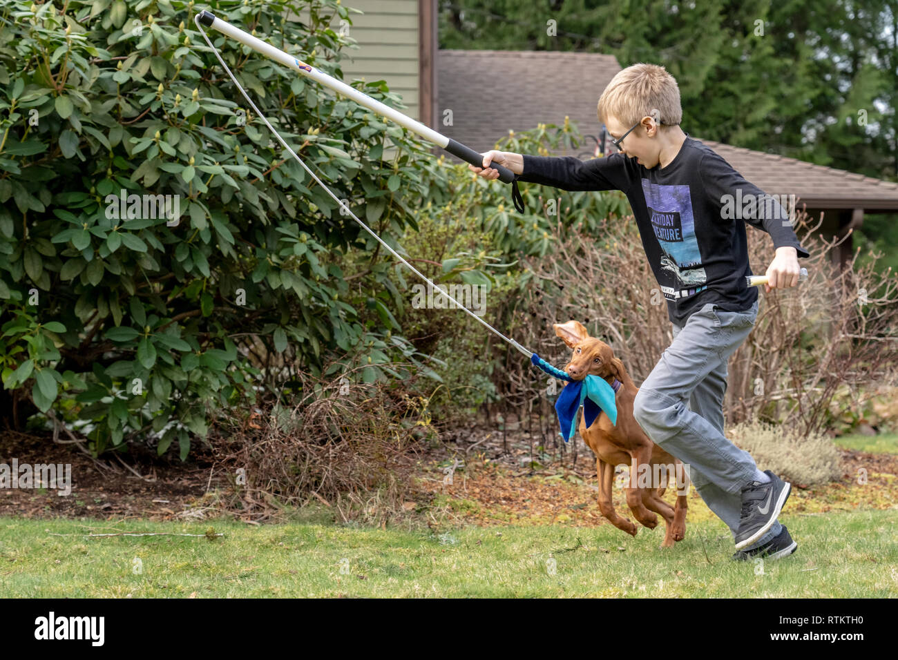 Issaquah, Washington, USA. Six ans courir avec ses cinq mois Vizsla devint puppy 'Pepper' qui est de courir après un jouet sur un bâton, ce qui est sup Banque D'Images