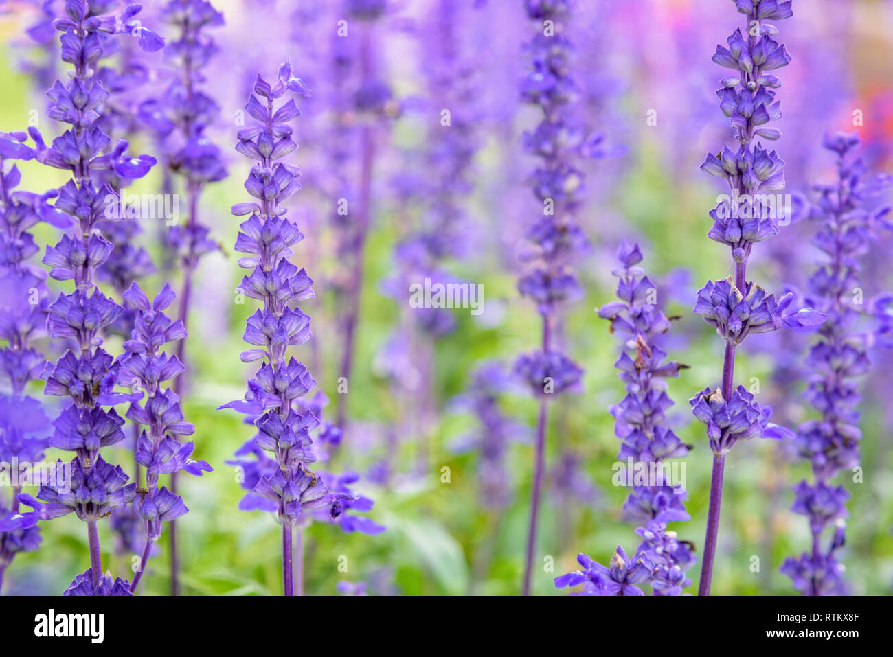 Fleurs violet ou bleu magnifique nature de Salvia farinacea Sauge farineuse Cup ou dans le jardin fleuri Banque D'Images