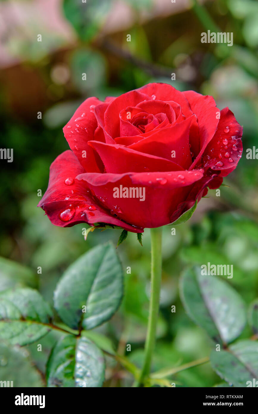 Close-up red rose qui fleurit sur la branche dans le jardin de fleurs pour le fond Banque D'Images