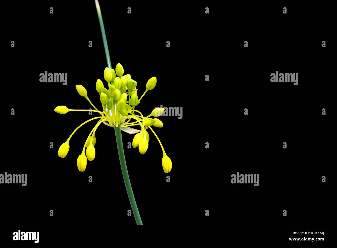 Fleur jaune oignon, Allium flavum. Juillet. Banque D'Images