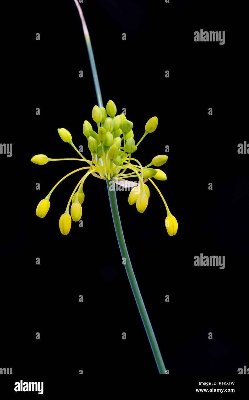 Fleur jaune oignon, Allium flavum. Banque D'Images