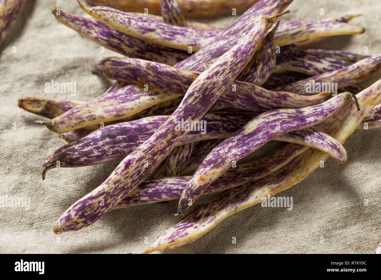 Haricots Langue de Dragon pourpre bio prêt à cuire Banque D'Images