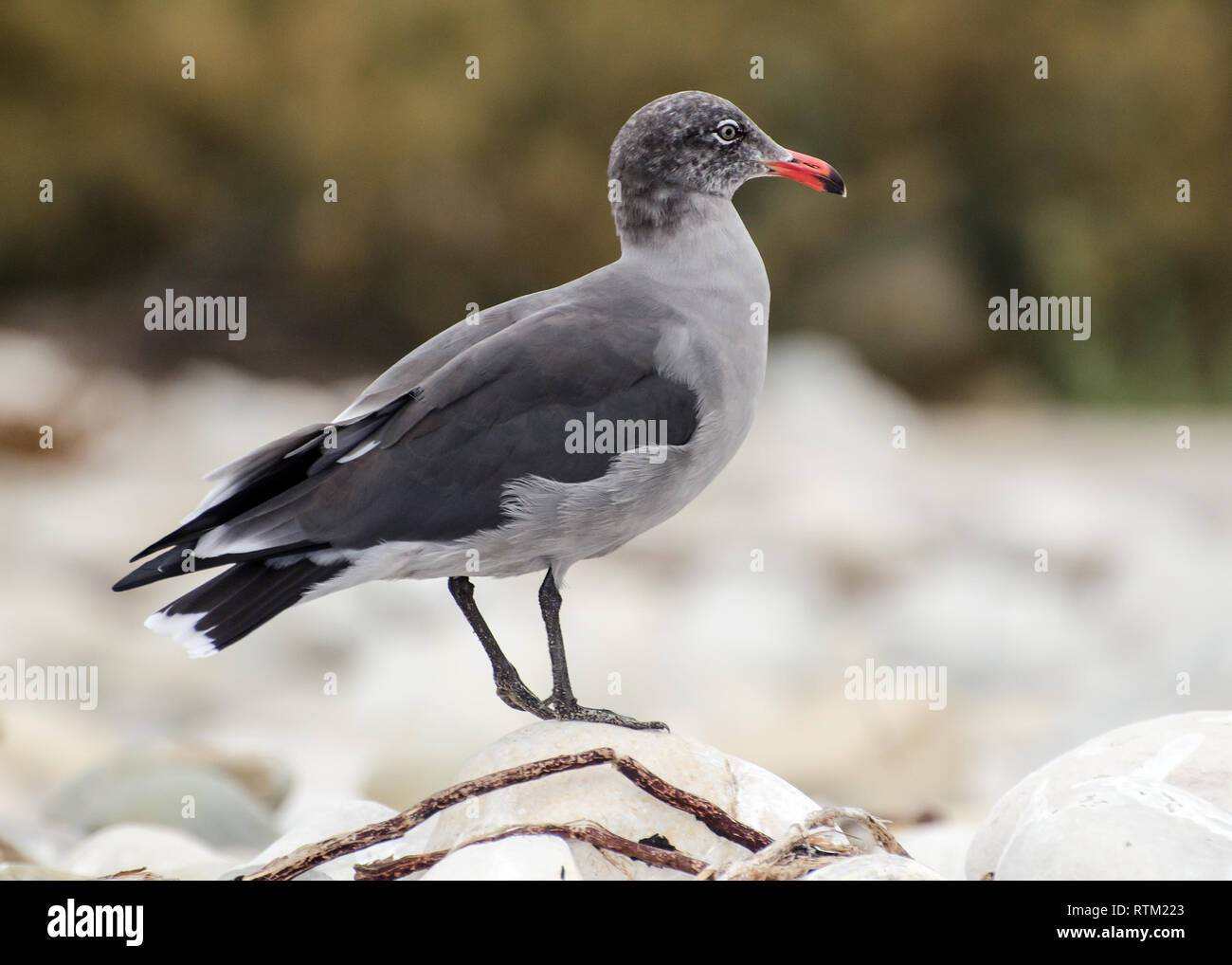 Une guette d'Heermann (Larus heermanni) perche sur un rocher, Refugio State Beach, près de Goleta, CA, USA. Banque D'Images