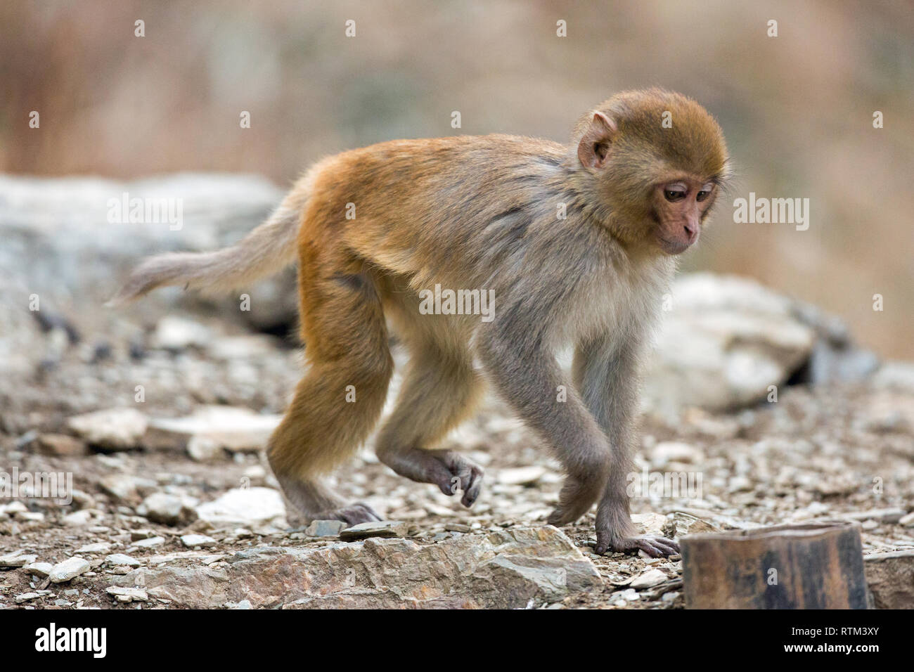 Les jeunes Macaques Rhésus (Macaca mulatta). La marche sur tous les fou​r les membres. Plantigrade. En alternant les jambes avant et arrière à son tour en marchant. La locomotion quadrupède. Banque D'Images