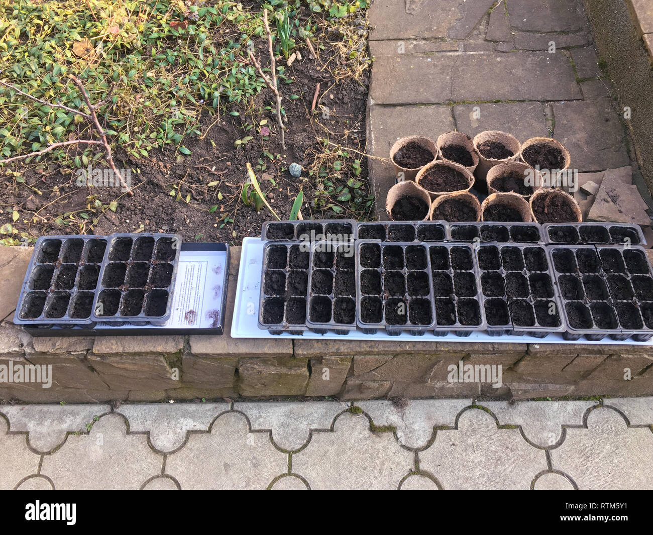 Plants dans la serre. Des semis semis de tomate, poivron, libre des jeunes feuilles de poivre, l'arrière-plan de source fraîche Banque D'Images