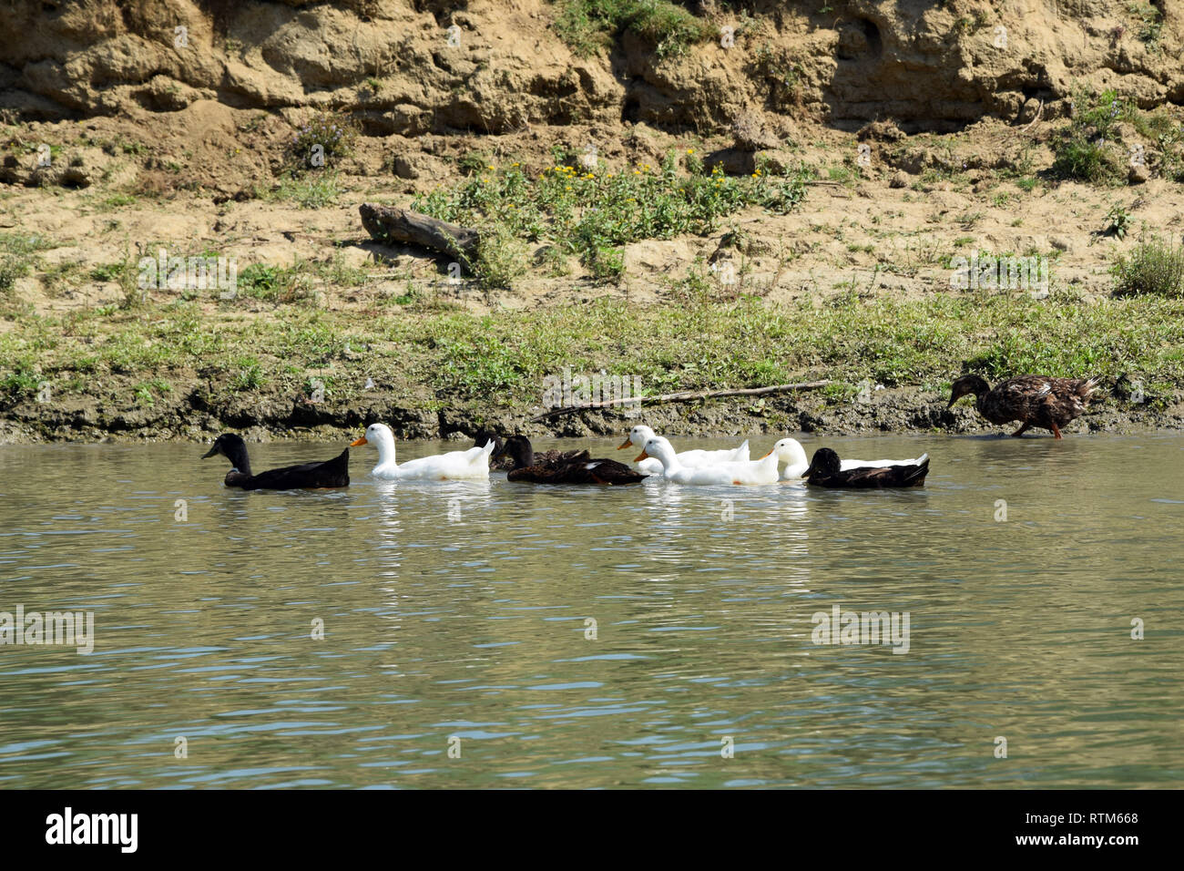 Oies (Anser domesticus) swimming in river. Canal du Delta du Danube, en Roumanie. Banque D'Images