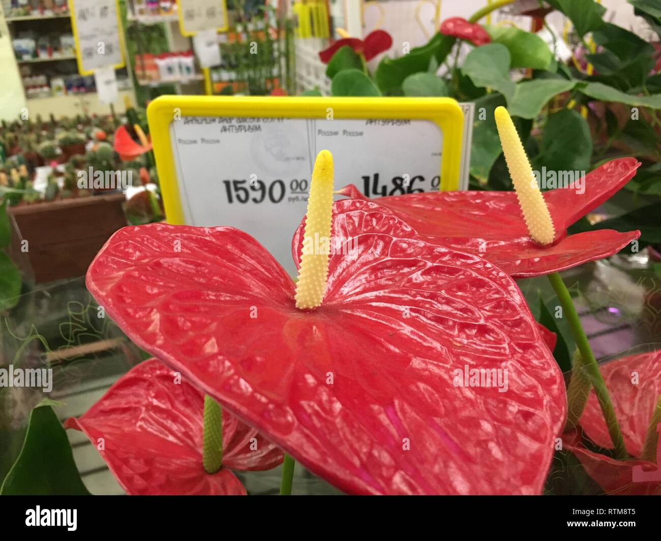 Anthurium rouge tropical flowes arrière-plan. Plusieurs fleurs d'Anthurium Spice shot. L'anthurium : le rouge en forme de cœur, fleur de l'anthurium est vraiment un Banque D'Images