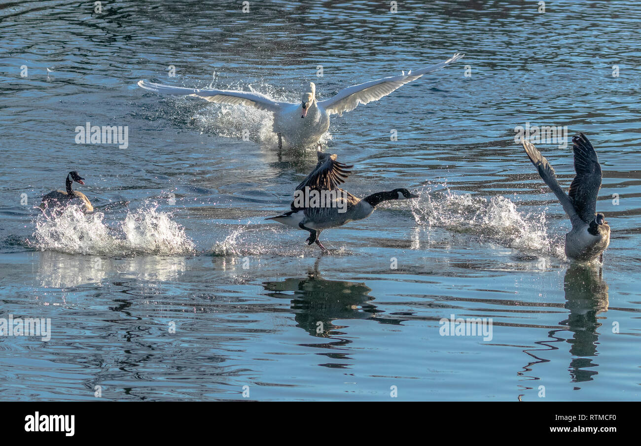 Un cygne muet chasser la Bernache du Canada. Banque D'Images