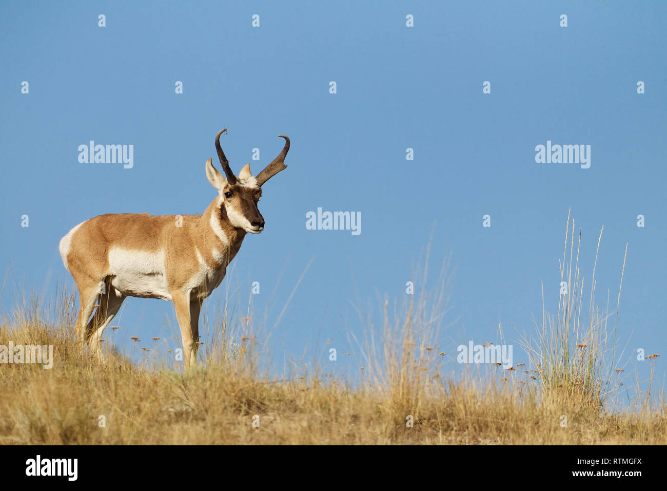 L'antilocapre, alias "l'antilope", dans l'habitat de prairie avec ciel bleu clair Banque D'Images
