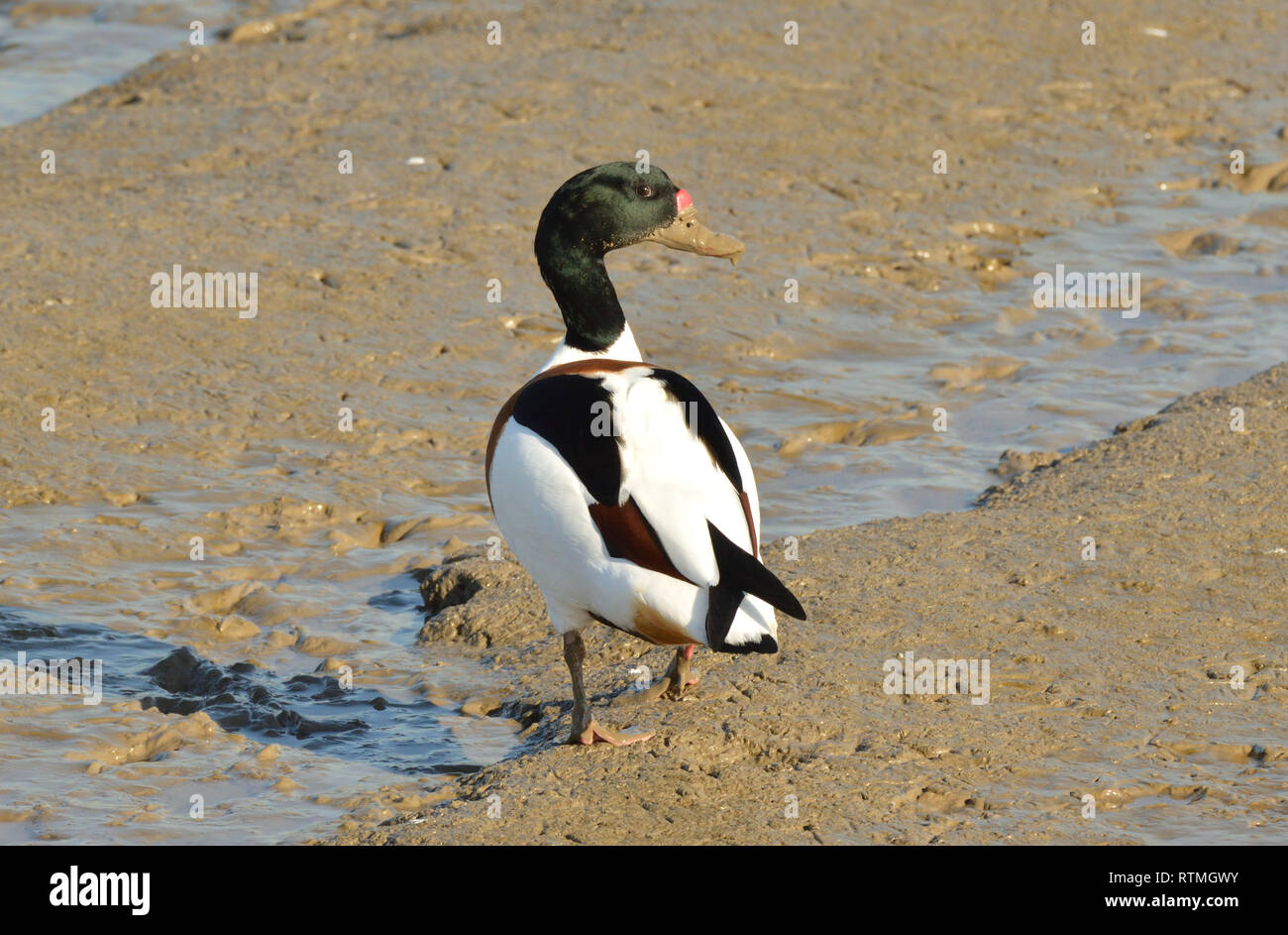 Tadorne dans les vasières à marée basse. L'estuaire de la rivière Thames, Angleterre, Royaume-Uni. Banque D'Images