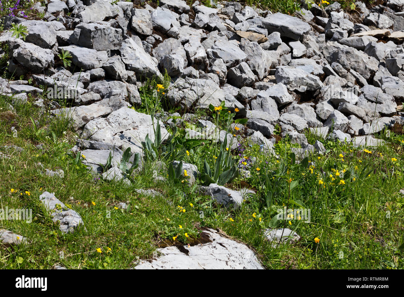 L'herbe, des fleurs sauvages et des pierres, Alpes Suisses dans l'été, Suisse Banque D'Images