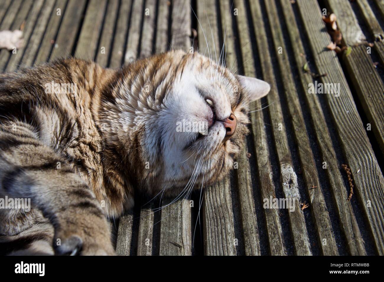 Un bar d'intérieur marron animal femelle cat rolls sur decking en bois dans un espace extérieur, ses dents visibles et les yeux fermés Banque D'Images