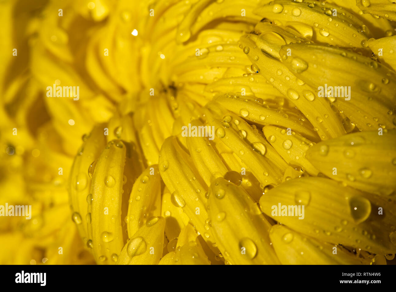 Fleur de chrysanthème jaune close-up avec des gouttes d'eau Banque D'Images