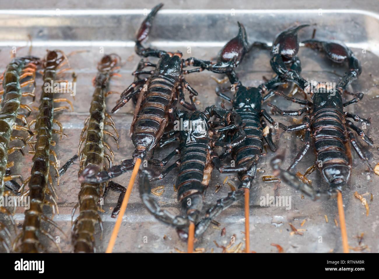 Scorpions sur les bâtons dans un marché chinois, Chengdu, Chine Banque D'Images