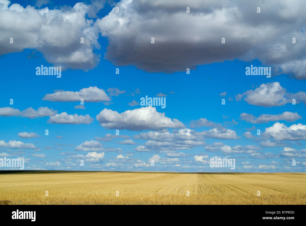 Un champ de blé fraîchement récoltés s'est tourné vers le chaume Banque D'Images