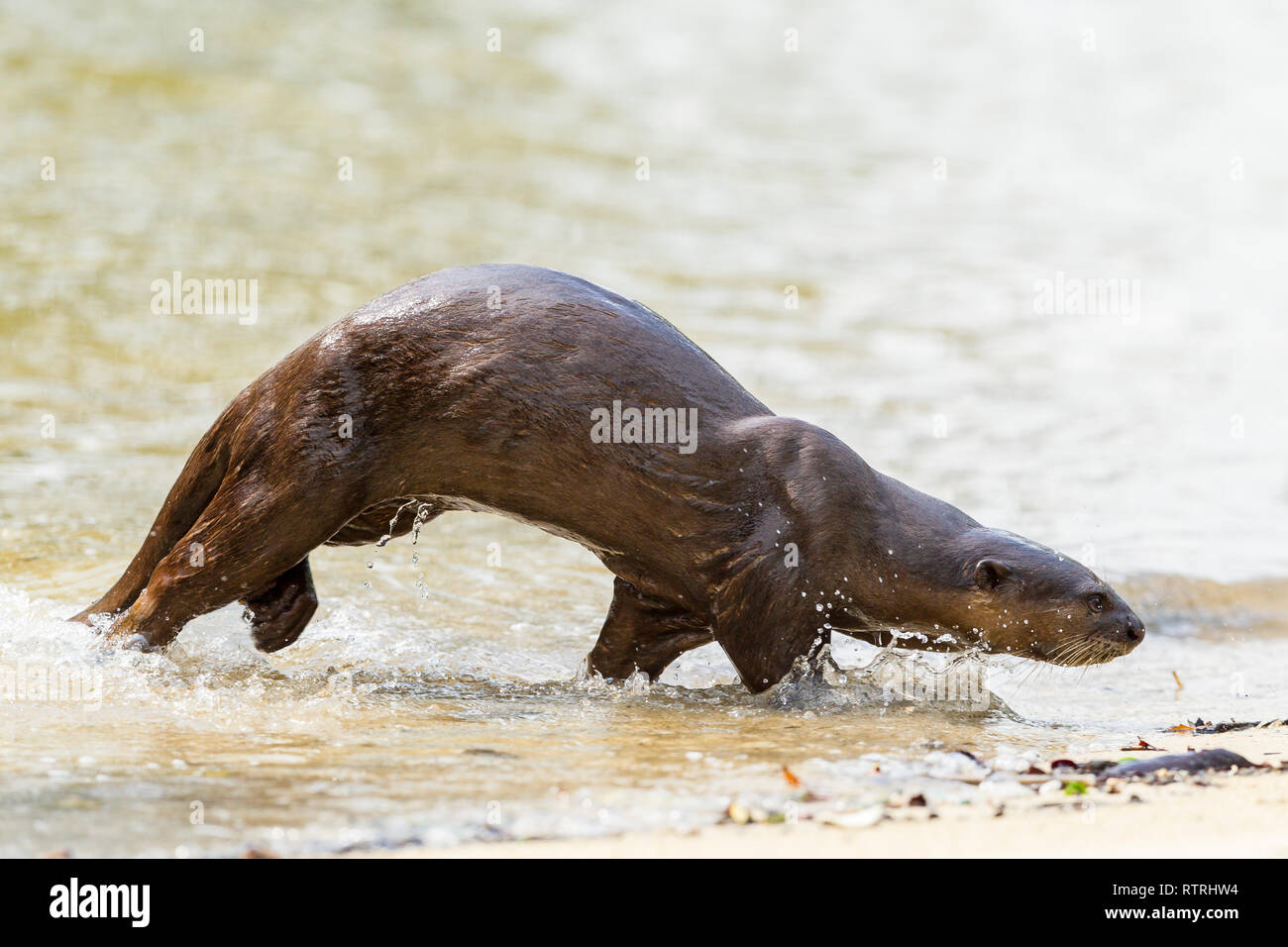 Enduit lisse otter fonctionnant à terre après la chasse de poissons dans la mer Banque D'Images