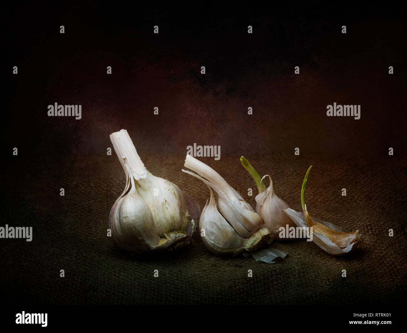 Arrangement de la vie encore l'ail. La germination. Clair-obscur style light painting avec texture. Banque D'Images