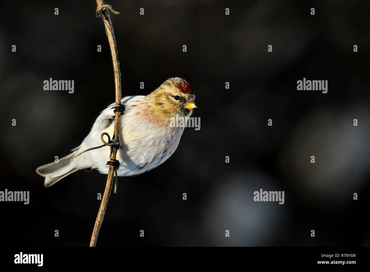 Sizerin flammé Banque D'Images