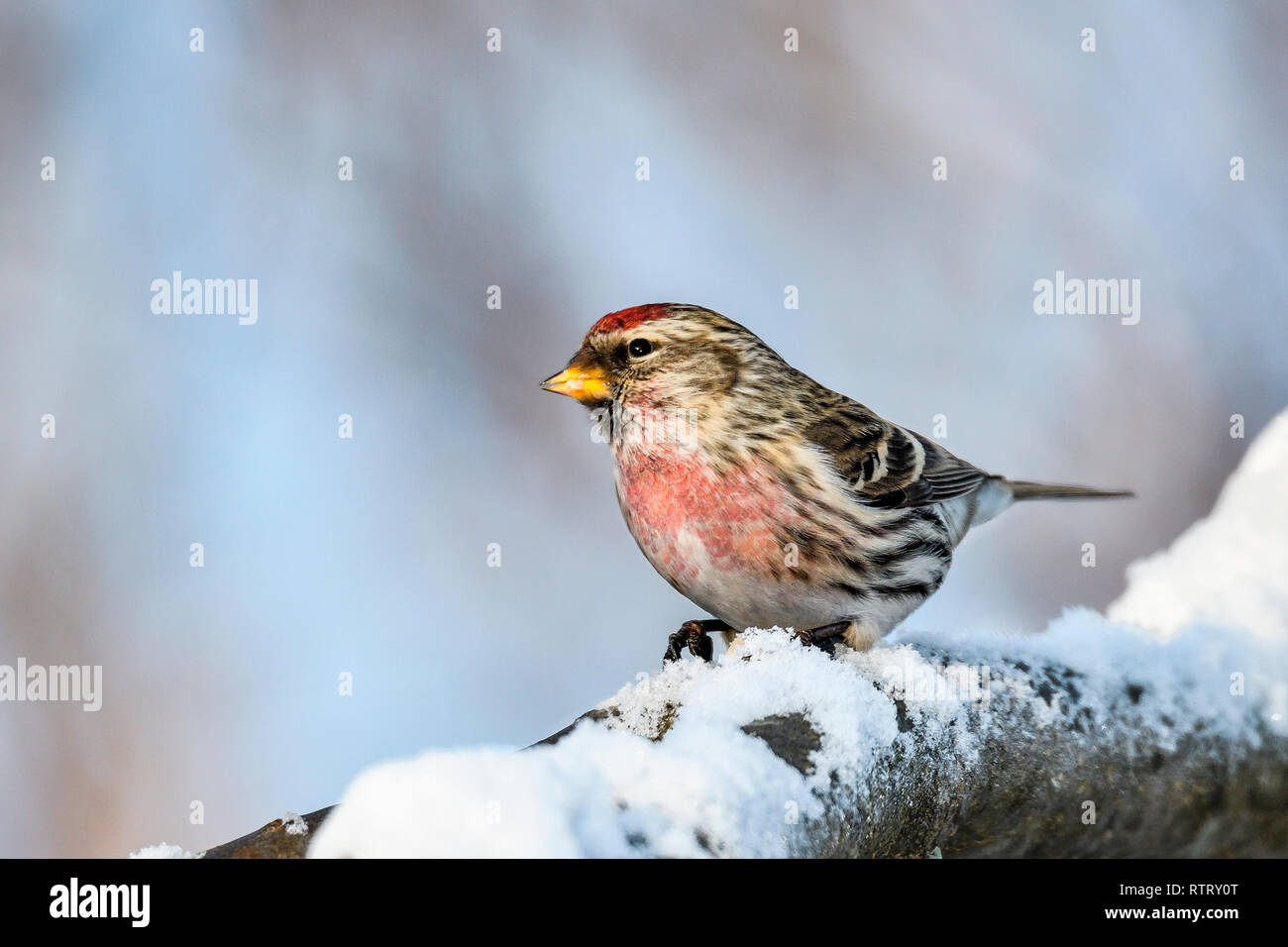 Sizerin flammé Banque D'Images