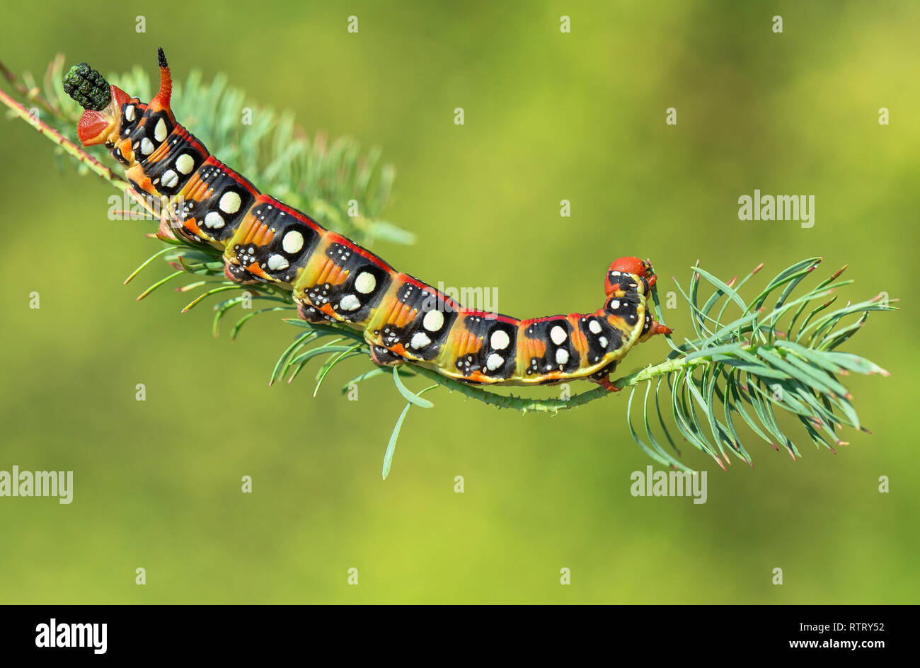 Spurge hawk-moth Hyles euphorbiae en République Tchèque Banque D'Images