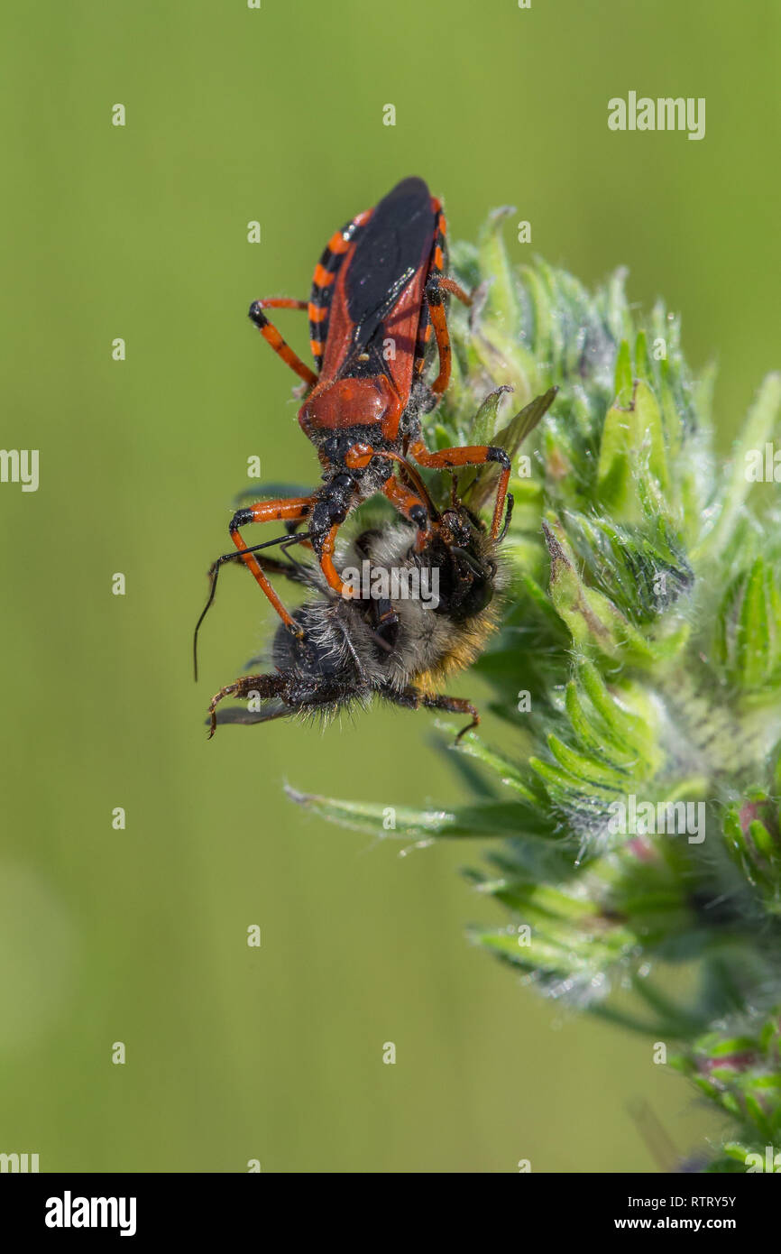 Rhynocoris iracundus assassin bug en République Tchèque Banque D'Images
