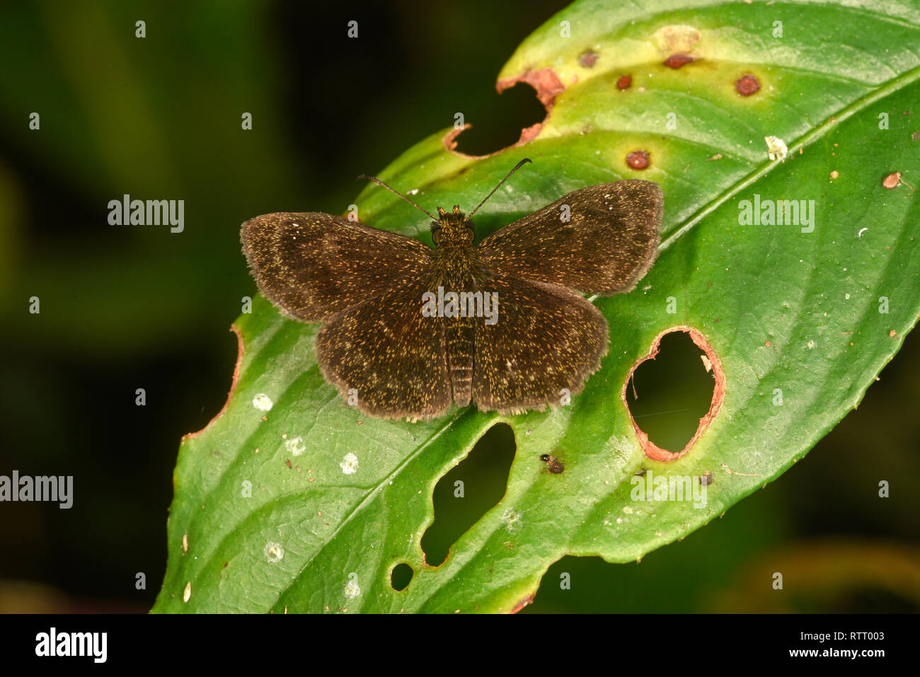 Sootywing d'Amérique centrale (Papillon Staphylus ascalaphus) au repos sur feuille, Parc National de Soberania, Panama, octobre Banque D'Images