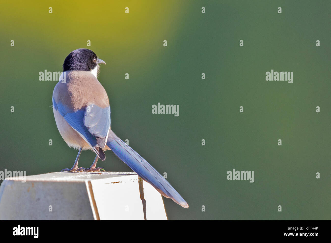 Azure-winged magpie (Cyanopica cyanus) Banque D'Images