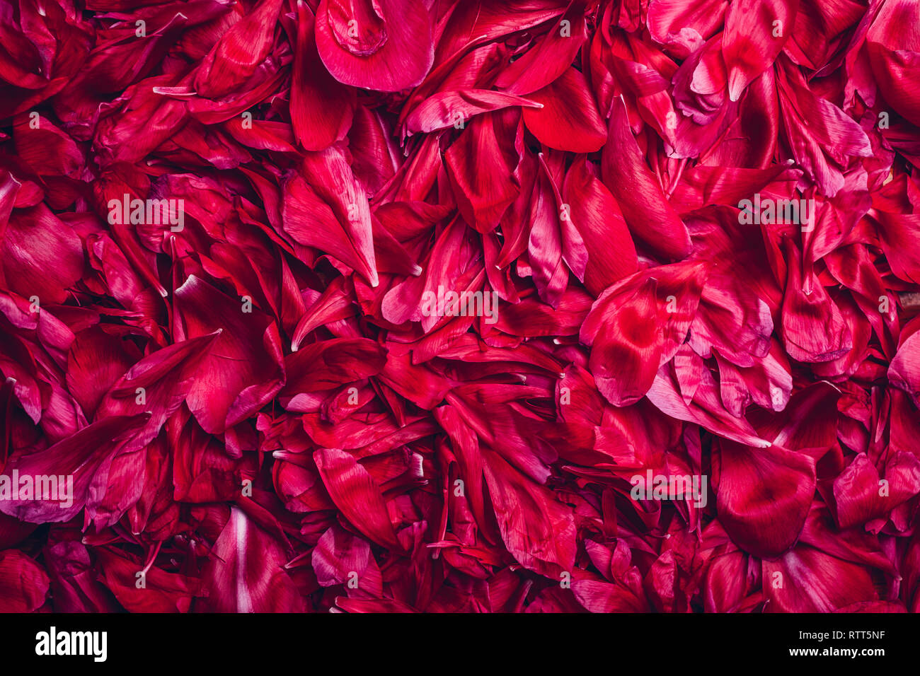 Pivoine fleur fond. La texture des pétales de rose. Motif floral rouge Banque D'Images
