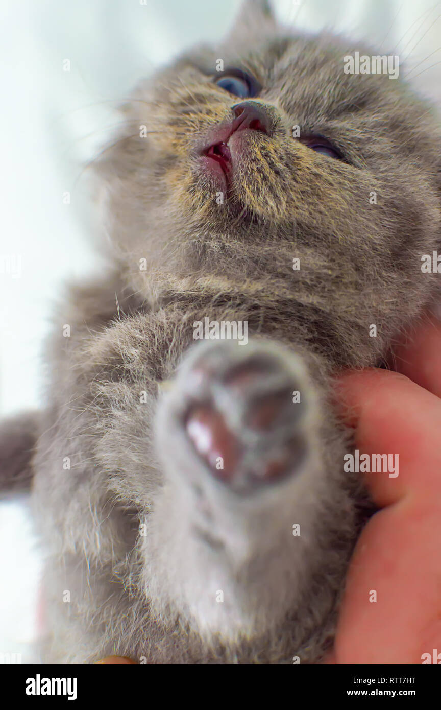 Le Petit Gris Beau Chaton Male Se Trouve Dans Un Cote Selective Focus Photo Stock Alamy