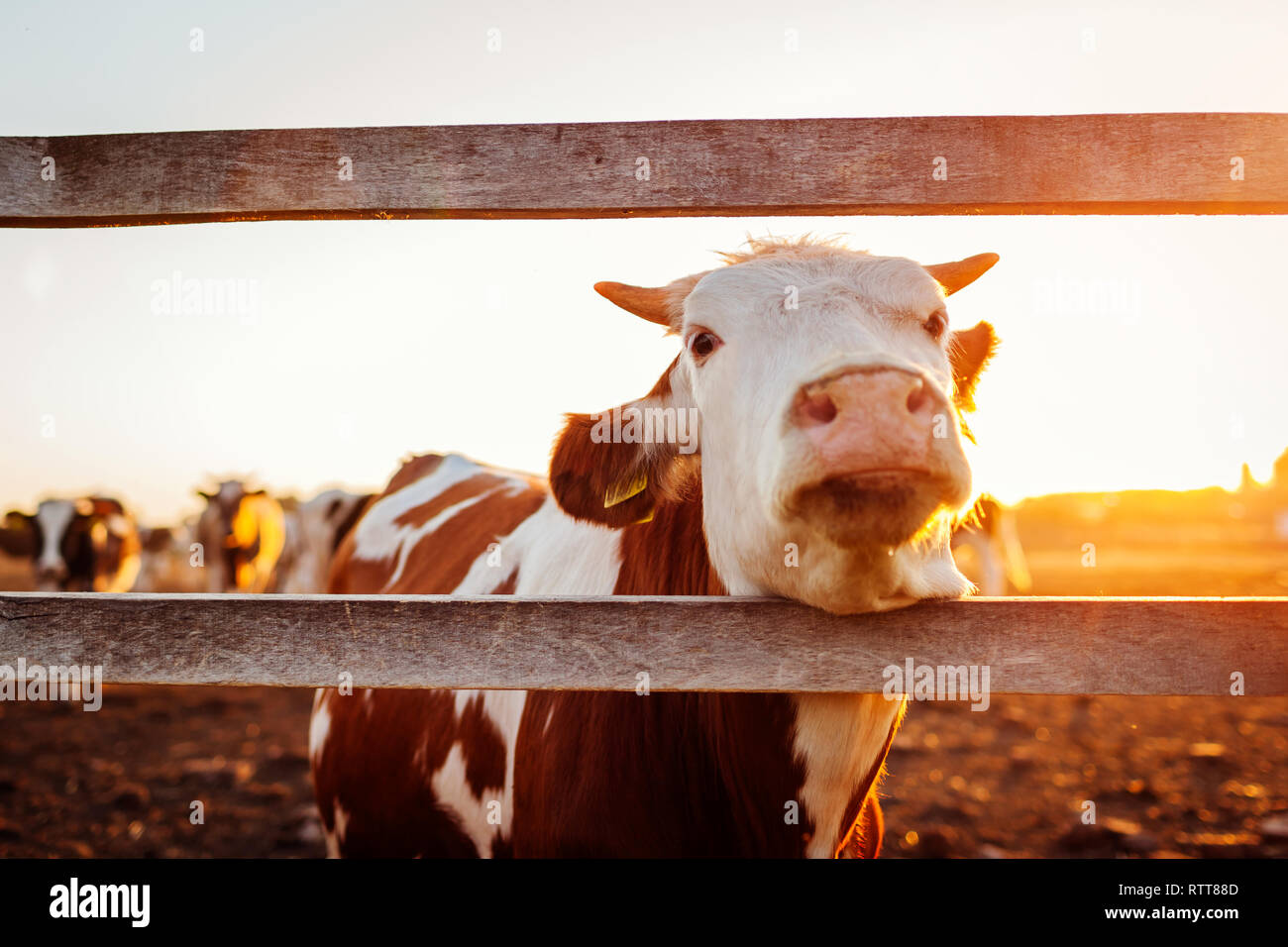 Close-up of white and brown cow on farm yard au coucher du soleil. Les bovins la marche à l'extérieur en été, campagne Banque D'Images