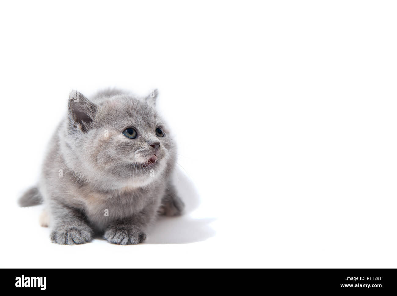 Peu de gris british chaton isolé sur fond blanc Banque D'Images