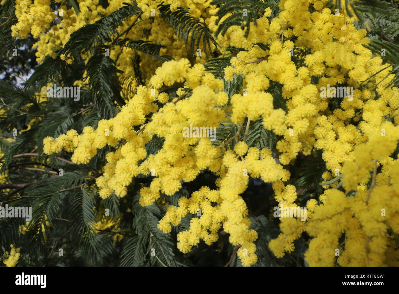 De nombreuses fleurs sauvages jaunes capturés au début du printemps, à la lumière du jour, immergé et immergé dans le milieu de cette beaucoup de belles fleurs Banque D'Images