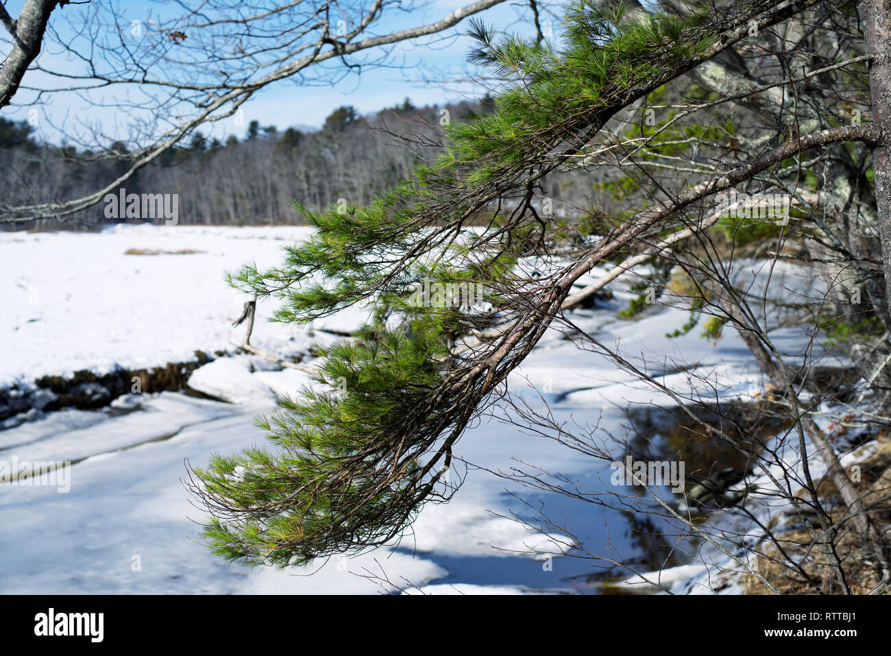 Un arbre qui pèsent sur le paysage gelé dans le Rachel Carson National Wildlife Refuge salon dans les puits dans le Maine. Banque D'Images