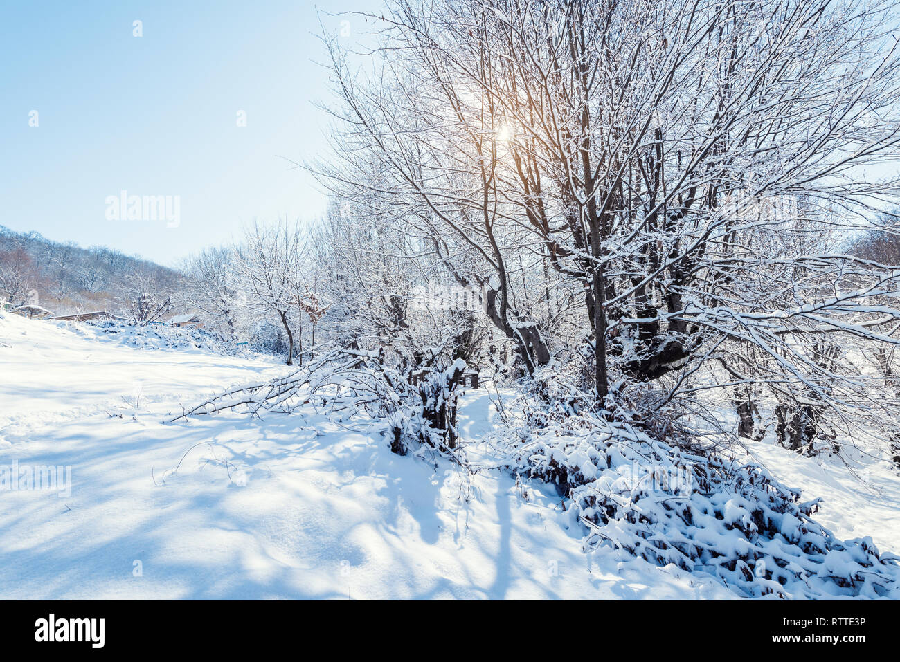 Scène d'un magnifique jardin d'hiver couvert de neige Banque D'Images